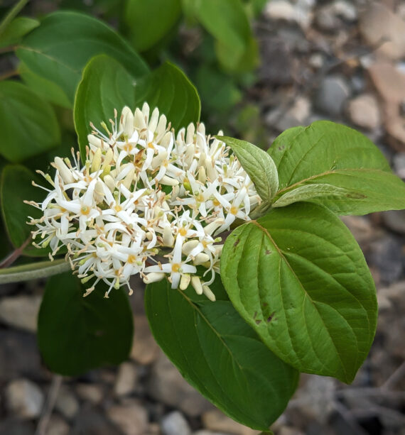 Silky Dogwood