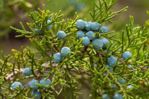 Juniper Berries, Juniperus ashei, Juniperus virginiana