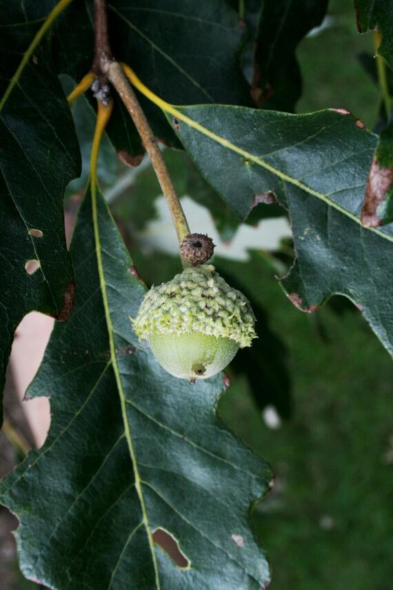 Swamp White Oak